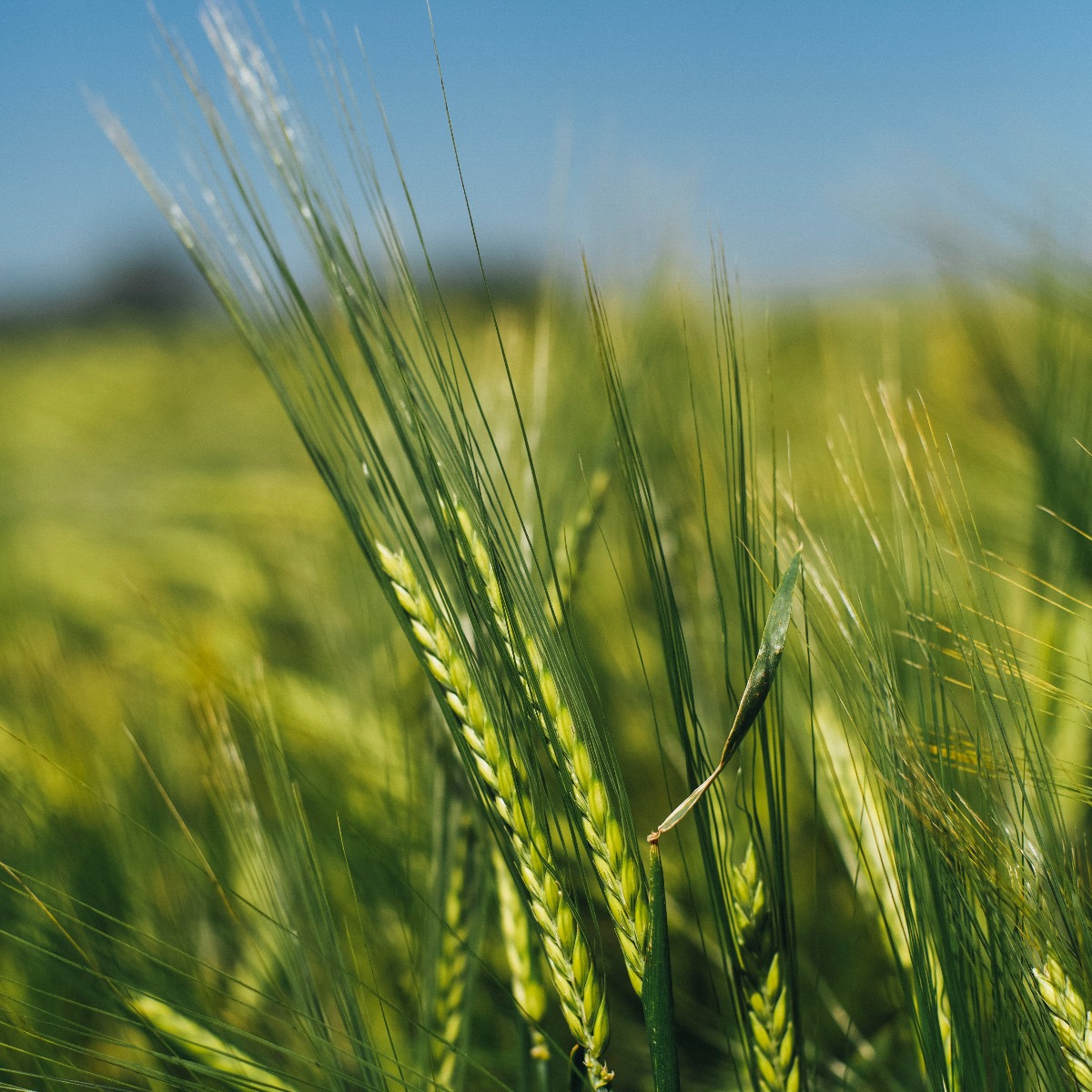 Agricultural Business Valuation